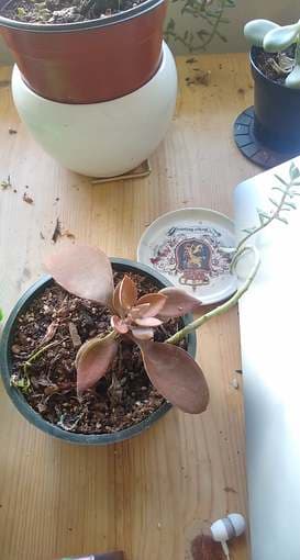 red succulent 2