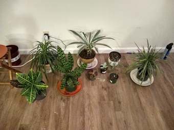 Plant sale! 1