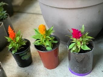 Easy to grow plants, water once a week, little/indirect  sunlight 1