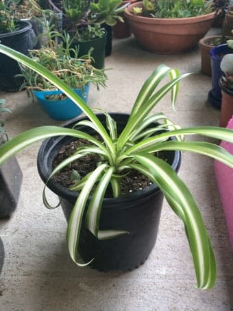 Easy to grow plants, water once a week, little/indirect  sunlight 2
