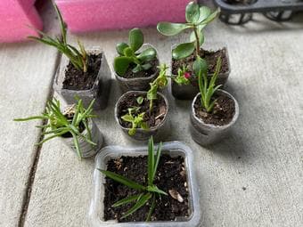 Easy to grow plants, water once a week, little/indirect  sunlight 3