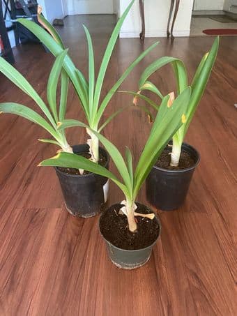 Large planters with Jade, Aeoniums, Anthurium, Bamboo tree 3