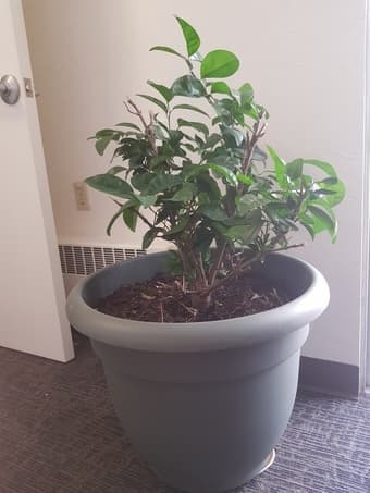 Miniature fruit trees - tangerine tree and orange tree 1