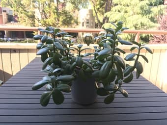 Plants (jade trees, cactus, easter cactus) 1
