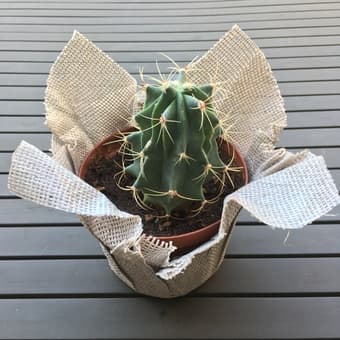 Plants (jade trees, cactus, easter cactus) 3