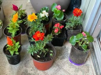 Plants with easy care 1