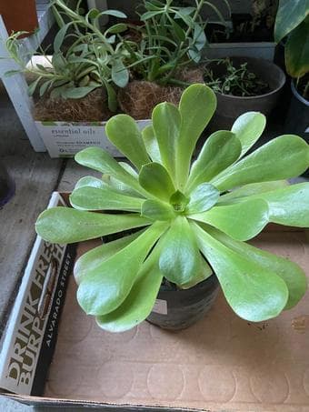 Plants with easy care 3