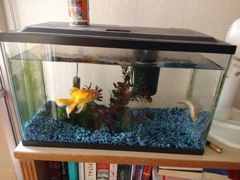 Fish Tank and Accessories 1