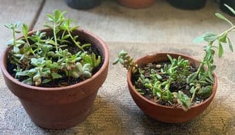 Plants for indoor/outdoor-low maintenance easy care 1