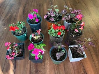 Plants for indoor/outdoor-low maintenance easy care 3