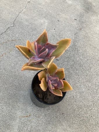 Flower for sale 2
