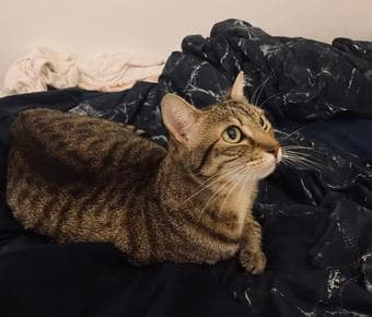 Three-year old American middle hair cat looking for host/new owner 1