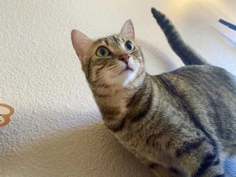 Three-year old American middle hair cat looking for host/new owner 2