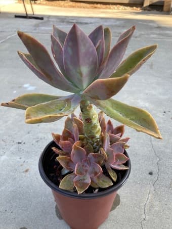 Flower for sale 1
