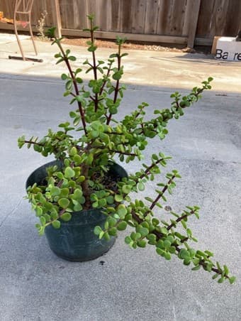 flower for sale 1