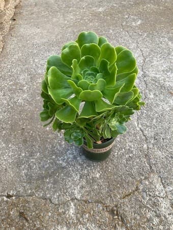 flower for sale 2