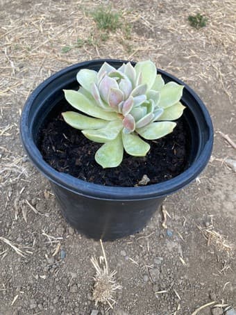 Flower for sale 1