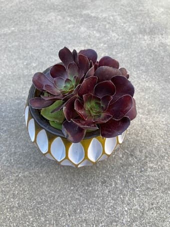 Flower for sale 2