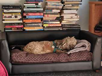Large Dog Sofa 1