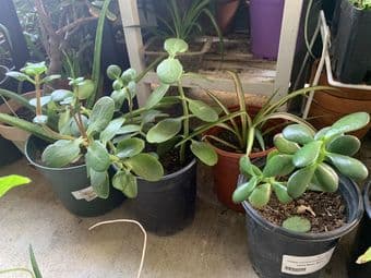 Plants for beginners/low maintenance 1