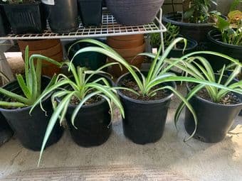 Plants for beginners/low maintenance 2