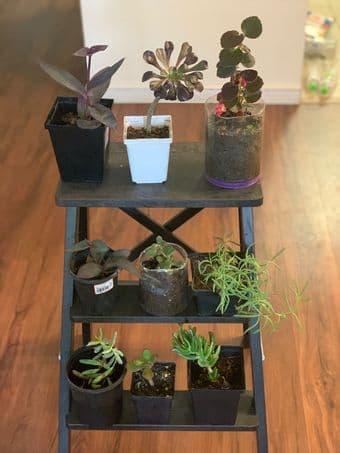 Plants for decor-easy to grow 1