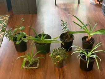 Plants for decor-easy to grow 2