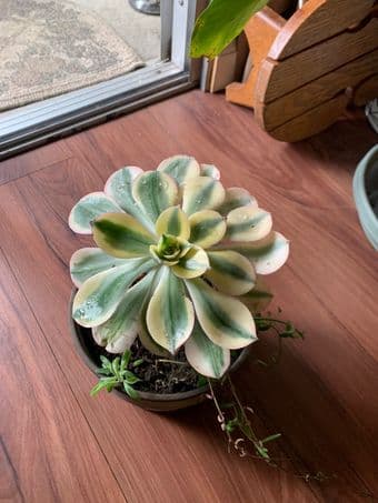 Flower plants and succulents 1