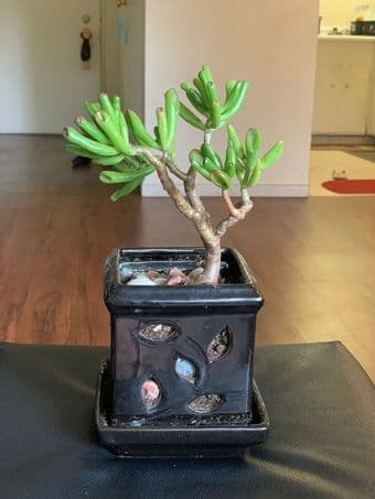 Flower plants and succulents 2