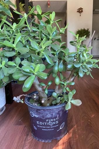 Jade tree in ceramic or nursery planter 2