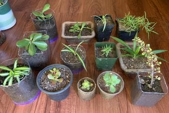 Plants easy to grow 3