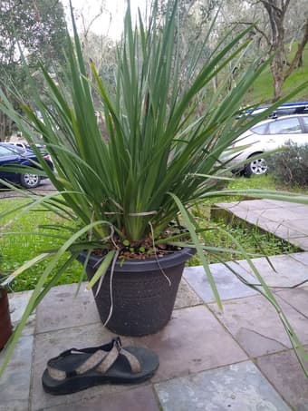 Large potted plants 1