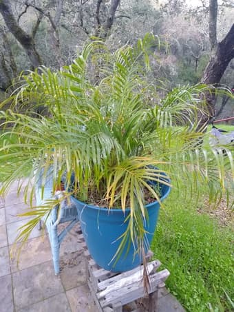 Large potted plants 2