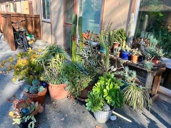 Massive Plant Sale 2