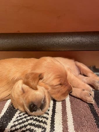 Golden Retriever Puppies for Sale 3