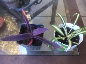 Easy to grow houseplants plants and succulents 2