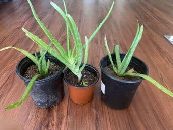Easy to grow houseplants plants and succulents 3