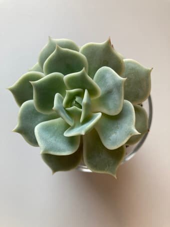 Beautiful succulent flower for sale 1