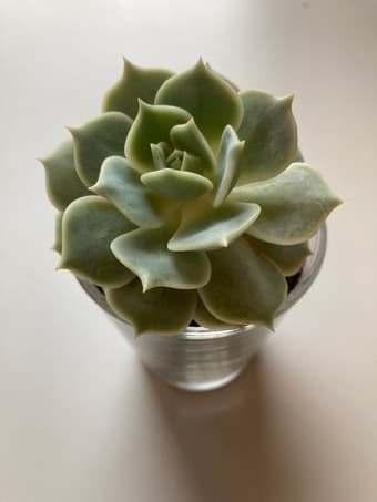 Beautiful succulent flower for sale 2