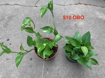 Houseplants 1
