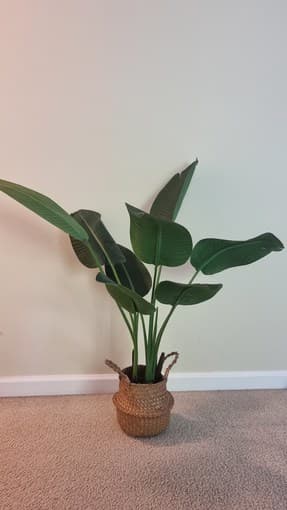 Decorative Rug, Artificial Plants 2