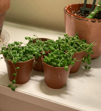 Succulents & String of Pearls 1