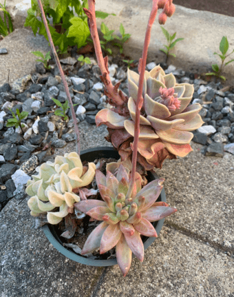 Succulents & String of Pearls 2