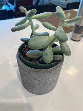 Pillow, plant 2