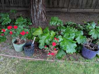 Potted plants for sale 1