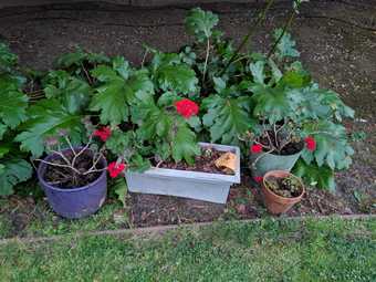 Potted plants for sale 2