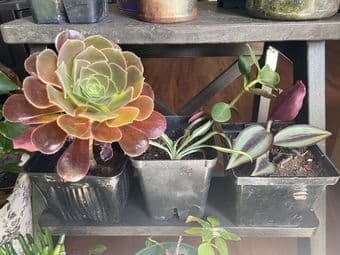 Easy to care Plants sale 1