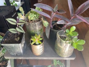 Easy to care Plants sale 2
