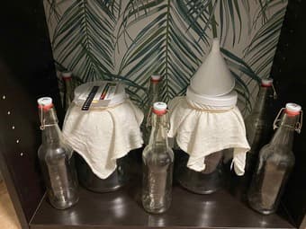 kombucha starter Kit 1