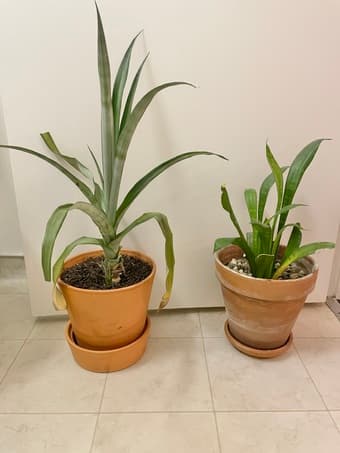 Pineapple plant and snake plant 1